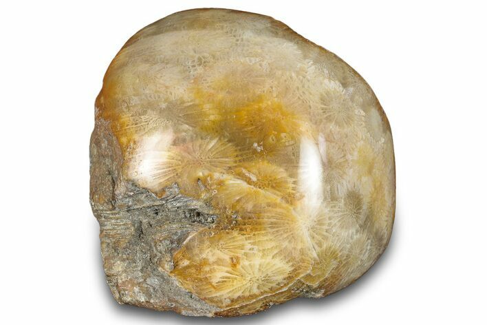 Polished Fossil Coral Head - Indonesia #293855